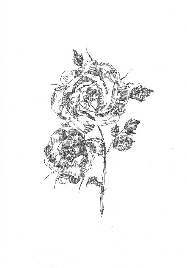 Roses Drawing by Miranda Brouwer
