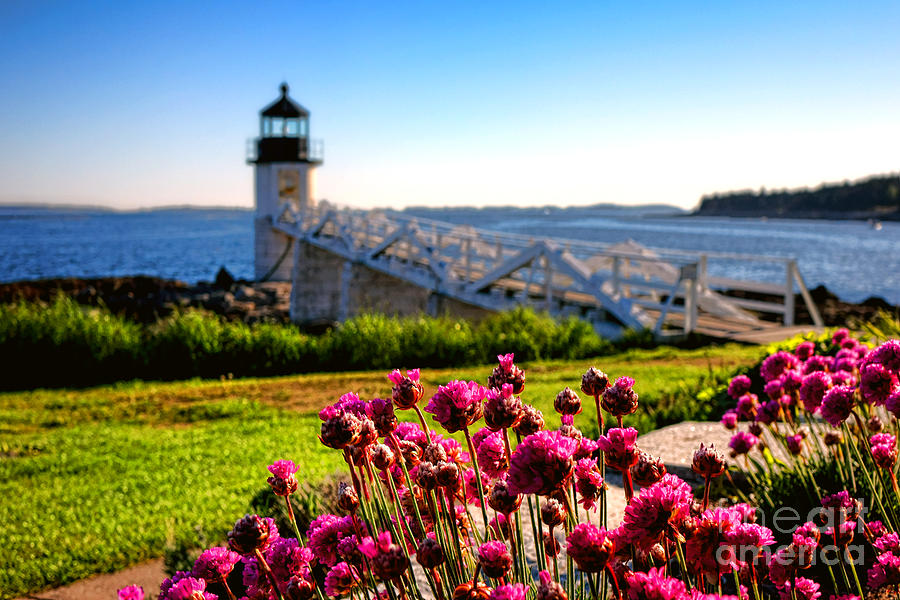 Roses of Sharon and Marshall Point Lighthouse  Photograph by Olivier Le Queinec