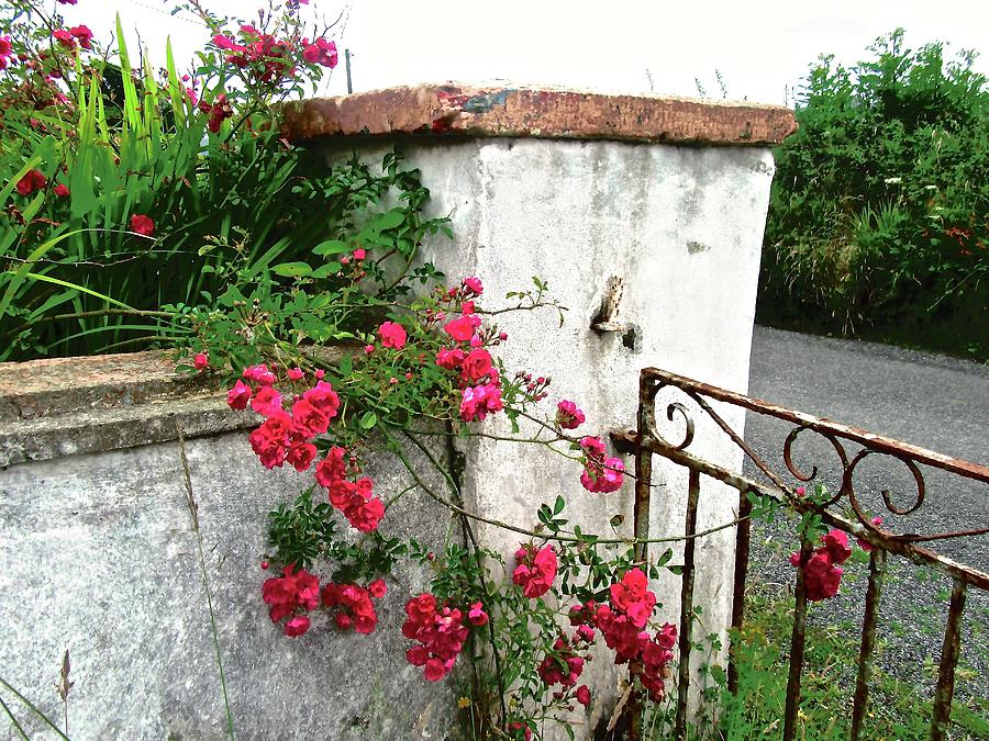 Roses on a Gate Photograph by Stephanie Moore