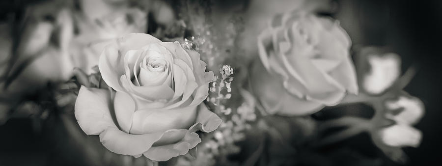 Roses On Black And White 2 Photograph