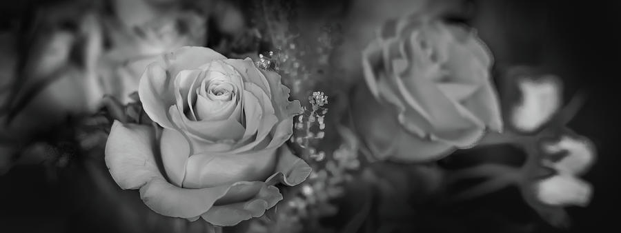Roses On Black And White Photograph