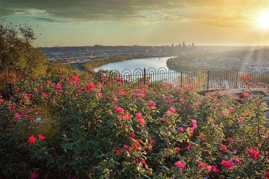 Roses on River Cincinnati Photograph by Randall Branham