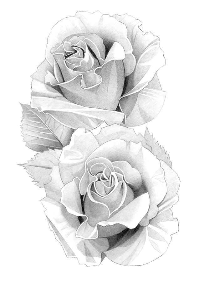 Roses Pencil Drawing 43 Drawing by Matthew Hack - Fine Art America