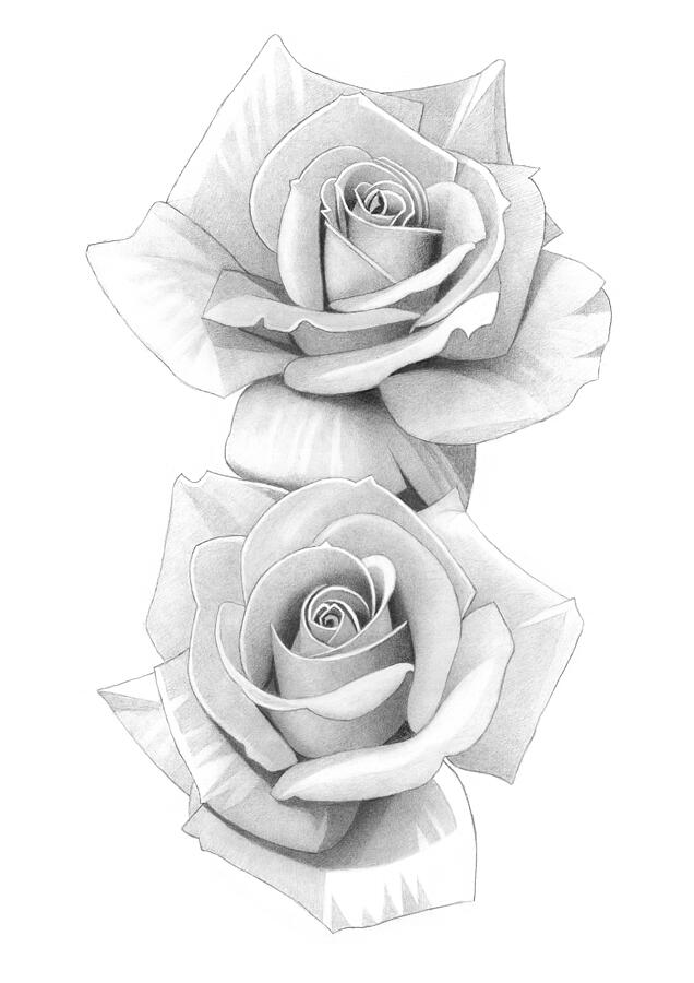 Roses Pencil Drawing 46 Drawing By Matthew Hack Fine Art America 9867