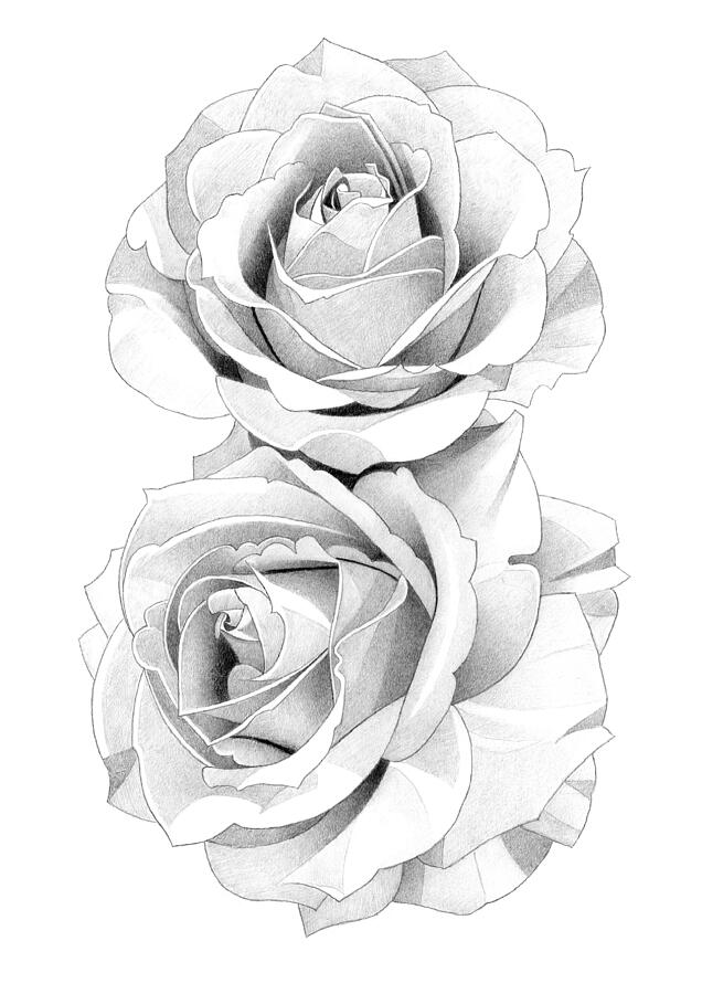 Rose Pencil Drawing 6 Drawing by Matthew Hack - Fine Art America