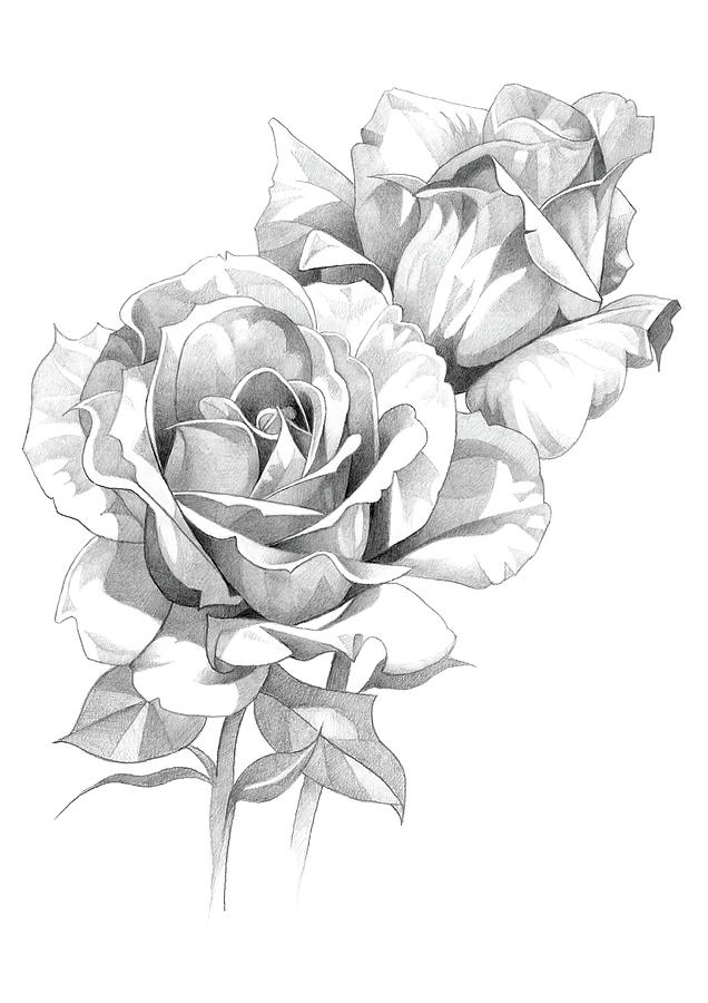 15,811 Pencil Sketch Roses Images, Stock Photos, 3D objects, & Vectors |  Shutterstock