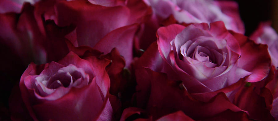 Roses Red Photograph by Whispering Peaks Photography