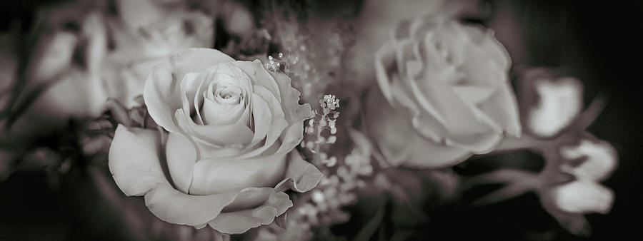 Roses Sepia 3 Photograph