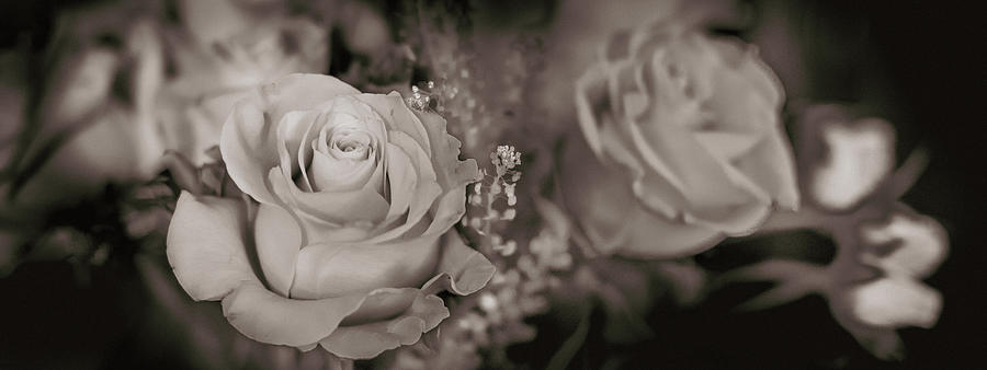 Roses Sepia 4 Photograph