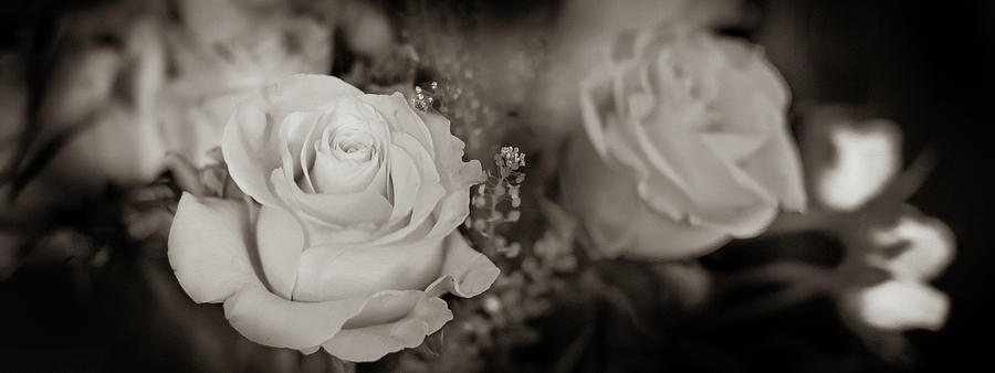 Roses Sepia 6 Photograph