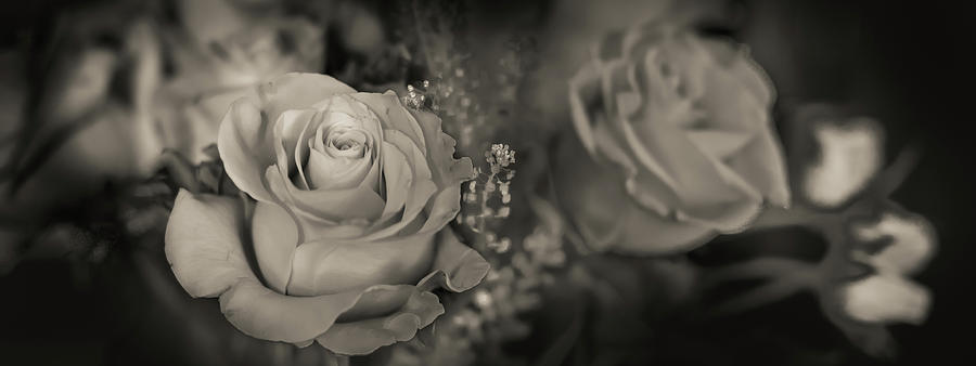 Roses Sepia Photograph