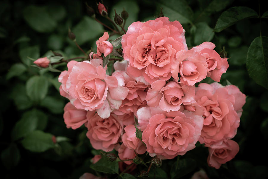 Roses to Remember Photograph by Vanessa Thomas