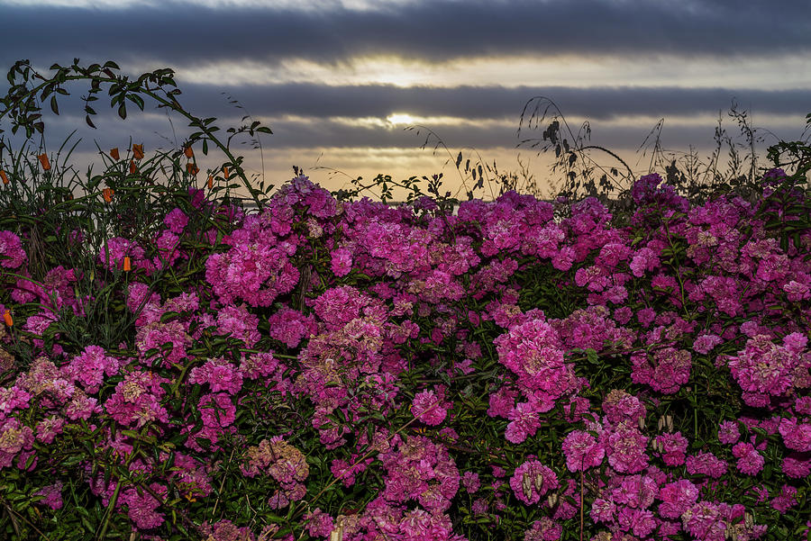 Rose Photograph - Roses Under Sunset 2 by Greg Nyquist