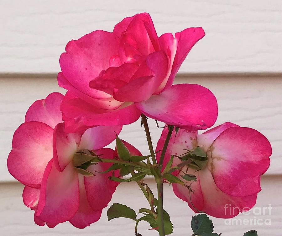 Rose Photograph - Roses Unfolding by Ann Brown