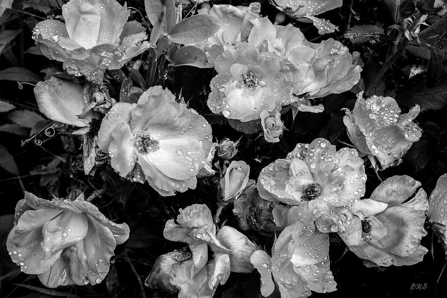 Roses VI BW Photograph by David Gordon