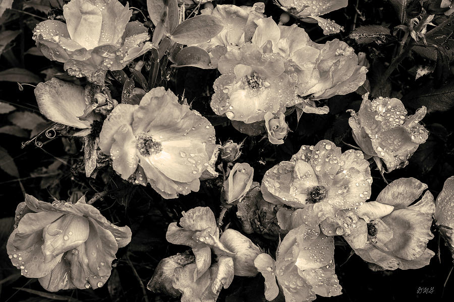 Roses VI Toned Photograph by David Gordon