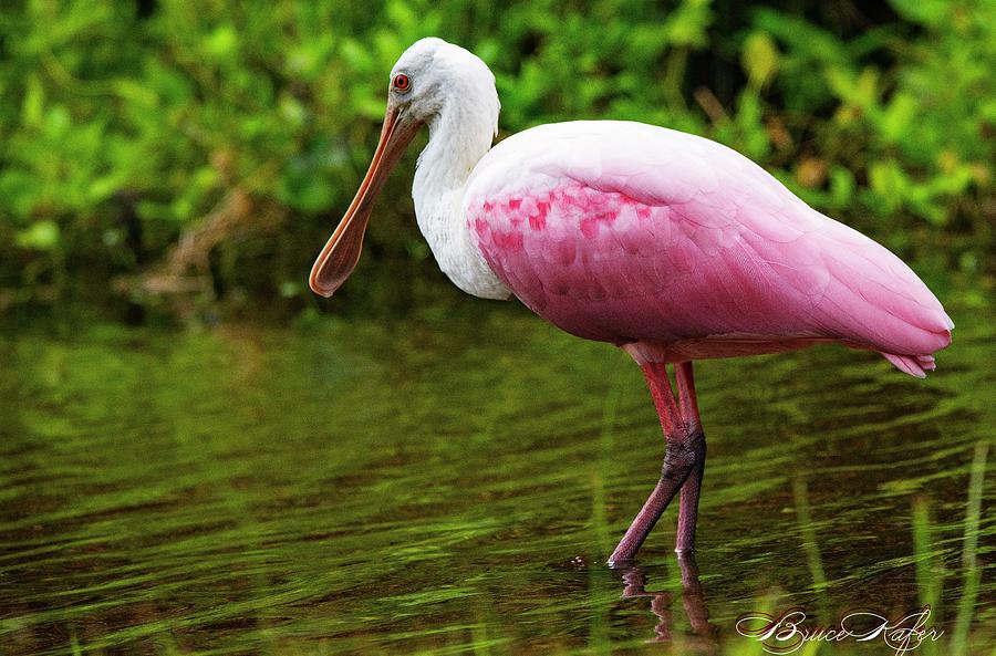 Rosette spoonbill Photograph by Bruce Kafer - Fine Art America