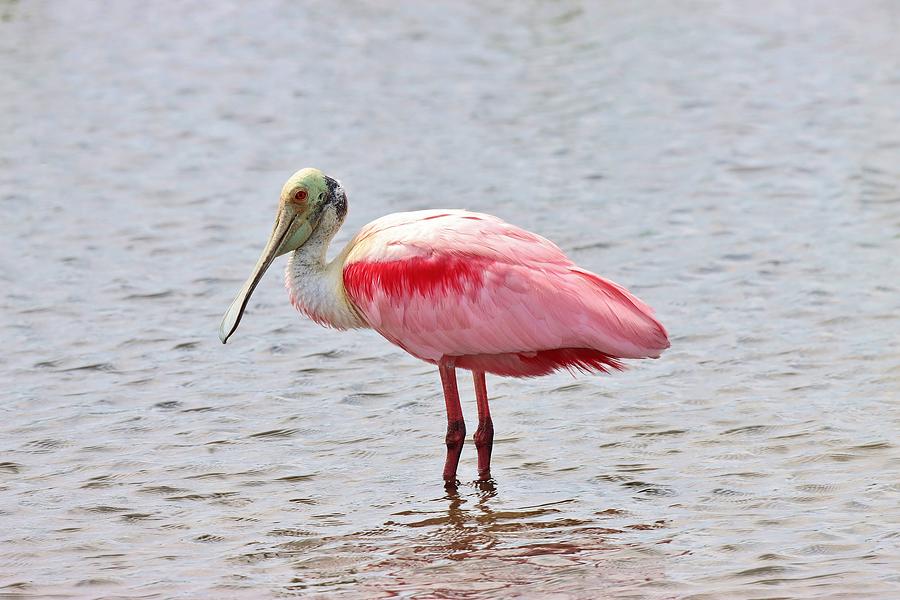 Rosette Spoonbill Photograph by Chris Williams - Fine Art America