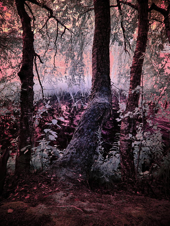 Infrared Photograph - Rosewaters lake by Jouko Lehto
