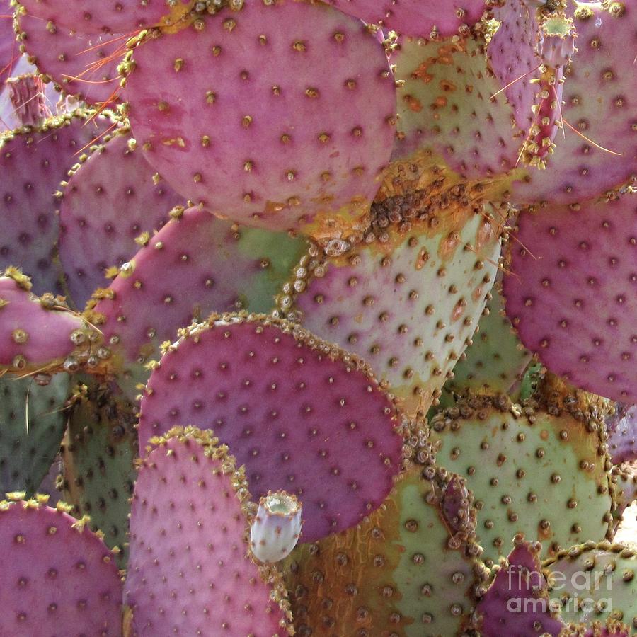 Rosey Cactus Photograph by Wendy Golden