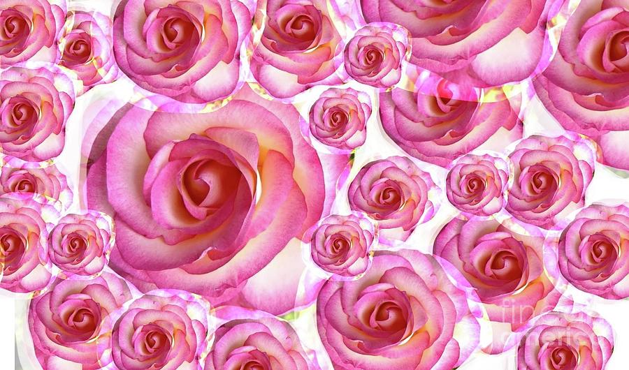 Rosey rose Photograph by Glenda Thomas glendatartist