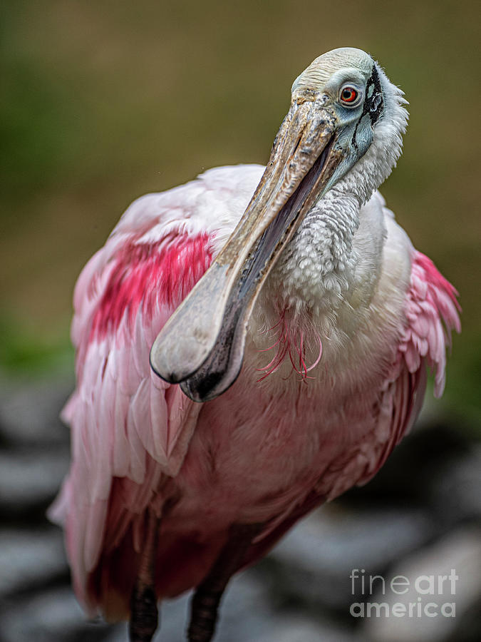 Rosey the Spoonbill Photograph by Daniel Hebard