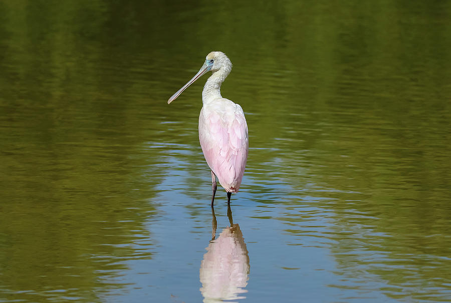 Rosie, Roseate Spoonbill Photograph by Dawn Richards