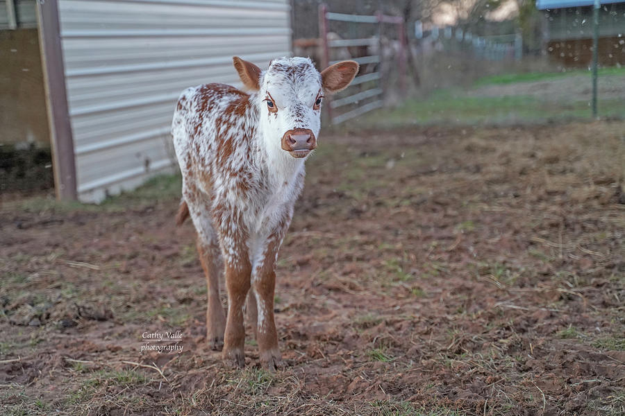 Rosebud- Texas longhorn Calf Photograph by Cathy Valle