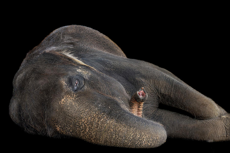 Rosie the Elephant Photograph by Cheri Freeman Rosie the Elephant Photograph by Cheri Freeman