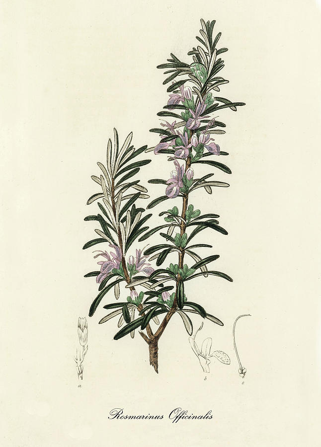 Nature Digital Art -  Rosmarinus Officinalis - Rosemary -  Medical Botany - Vintage Botanical Illustration by Studio Grafiikka