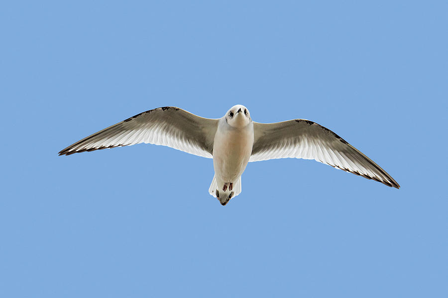 Ross Gull In Flight Photograph