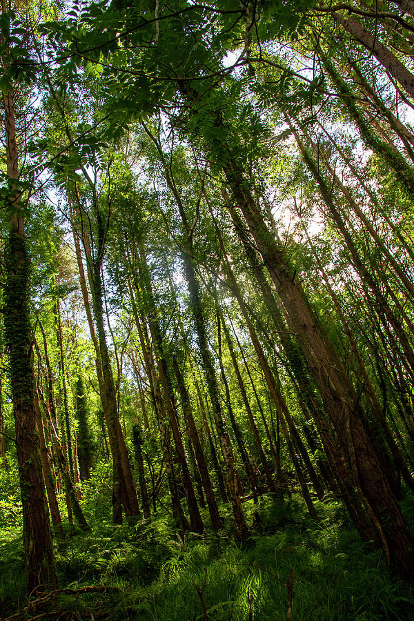 Rossbeigh Rainforest Vibe II Photograph by Mark Callanan