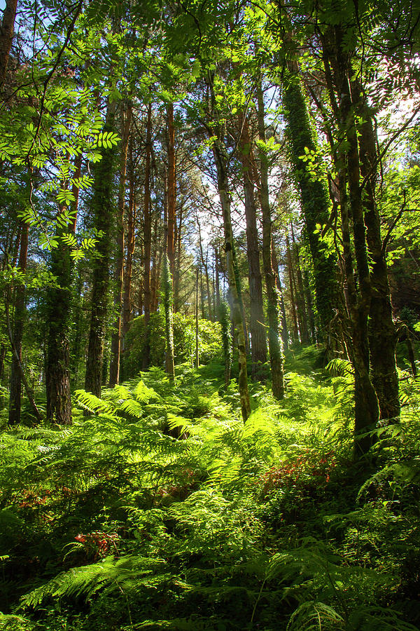 Rossbeigh Rainforest Vibes Photograph