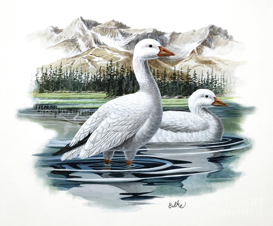 Rosss Goose Painting by Don Balke