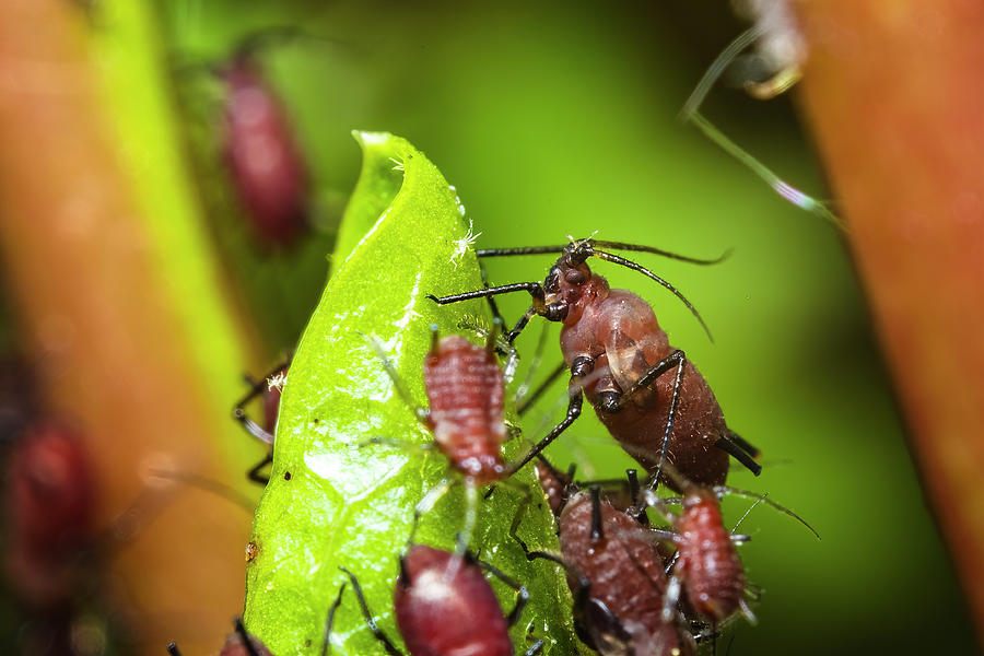 Rosy Apple Aphid Photograph by Aron Sanzio | Pixels