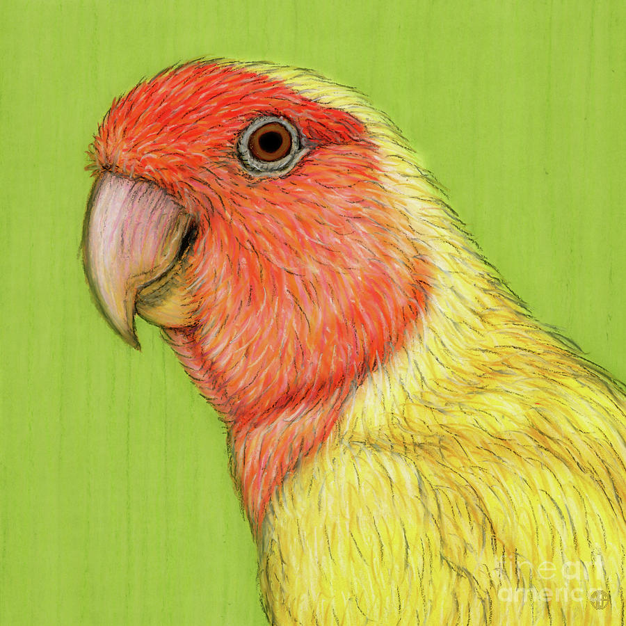 Parrot Painting - Rosy Faced Lovebird by Amy E Fraser