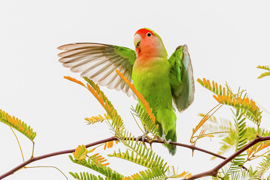 Lovebird Photograph - Rosy Faced Lovebird Spreading Wings by Morris Finkelstein
