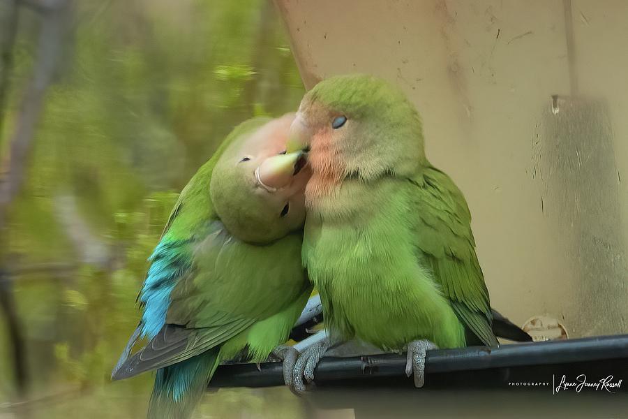 Lovebird Photograph - Rosy-faced Lovebirds by Lynne  Russell