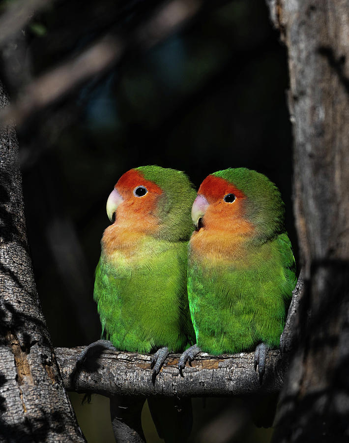 Parrot Photograph - Rosy-faced Lovebirds by Venessa Gray