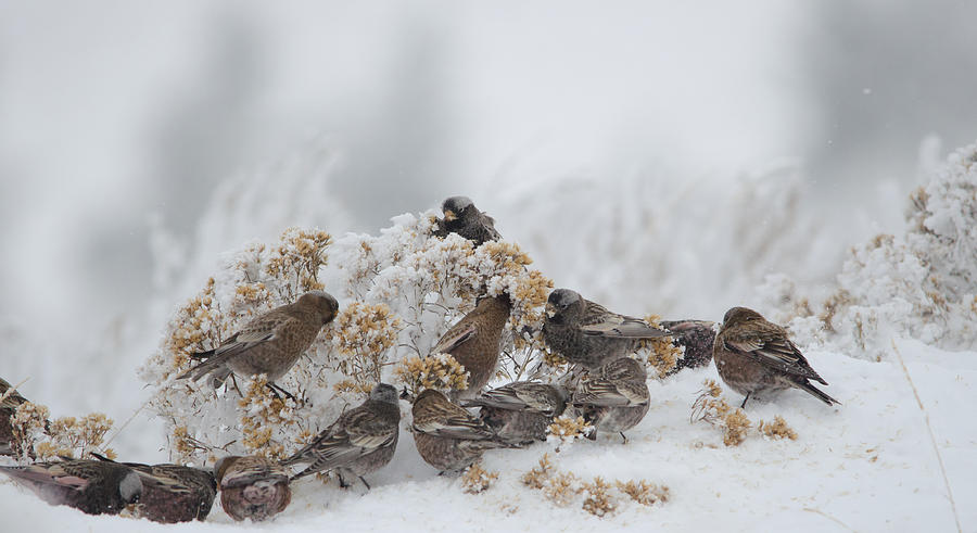 Rosy Finch Feast Photograph by James Petersen