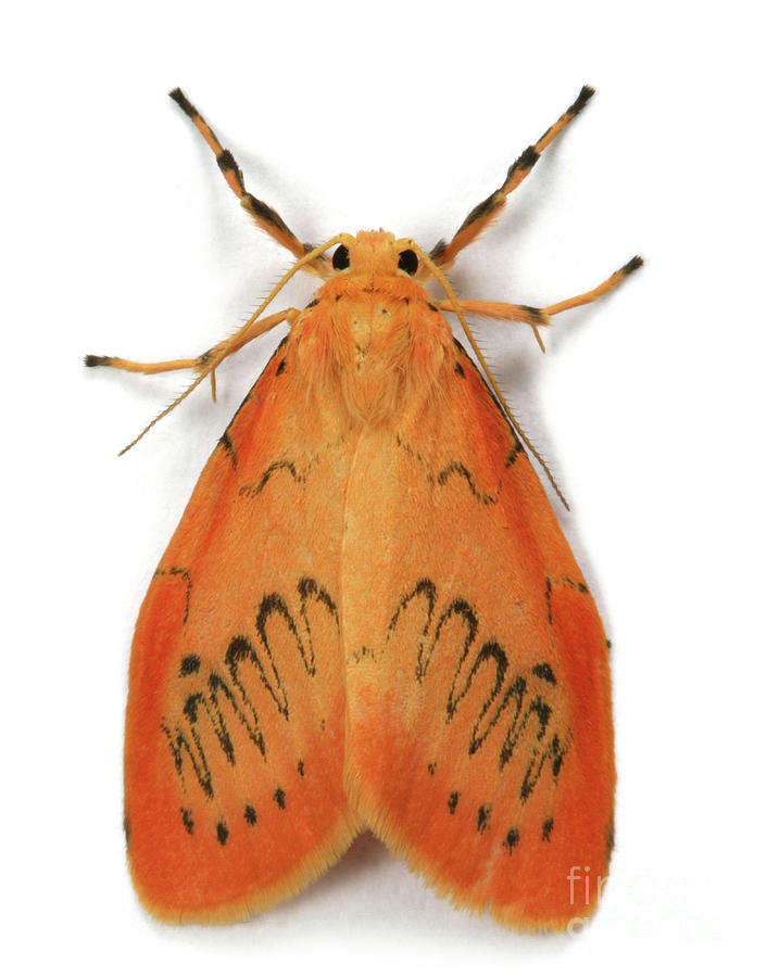 Rosy Footman Moth Photograph by Warren Photographic