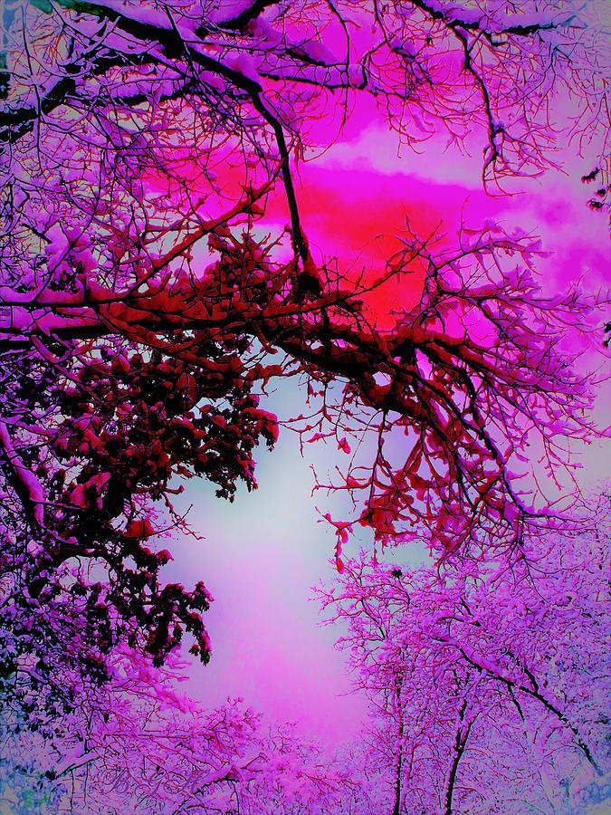Rosy Glow on a Winters Day - Nature as Art - Photography -  Colorful Trees Photograph by Brooks Garten Hauschild