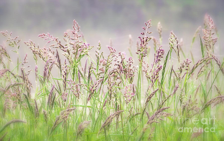 Wild Grass Photograph - Rosy June Meadow Grasses by Julia Preminger