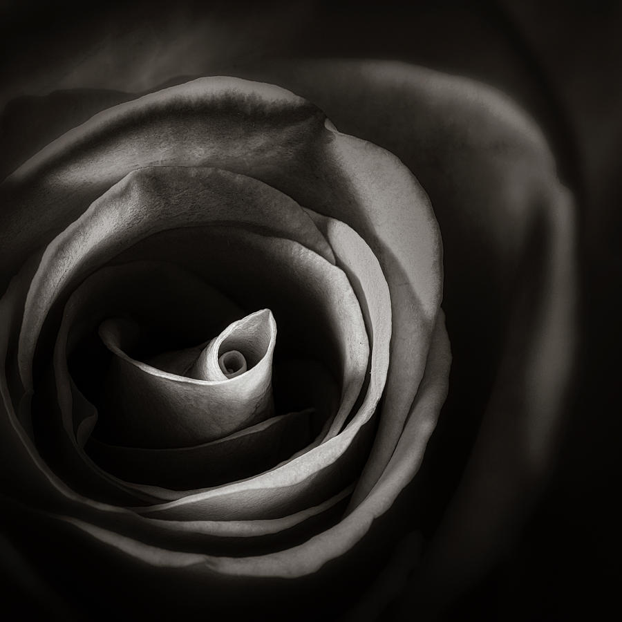 Rosy Monochrome Detail Photograph by Paul Bartell