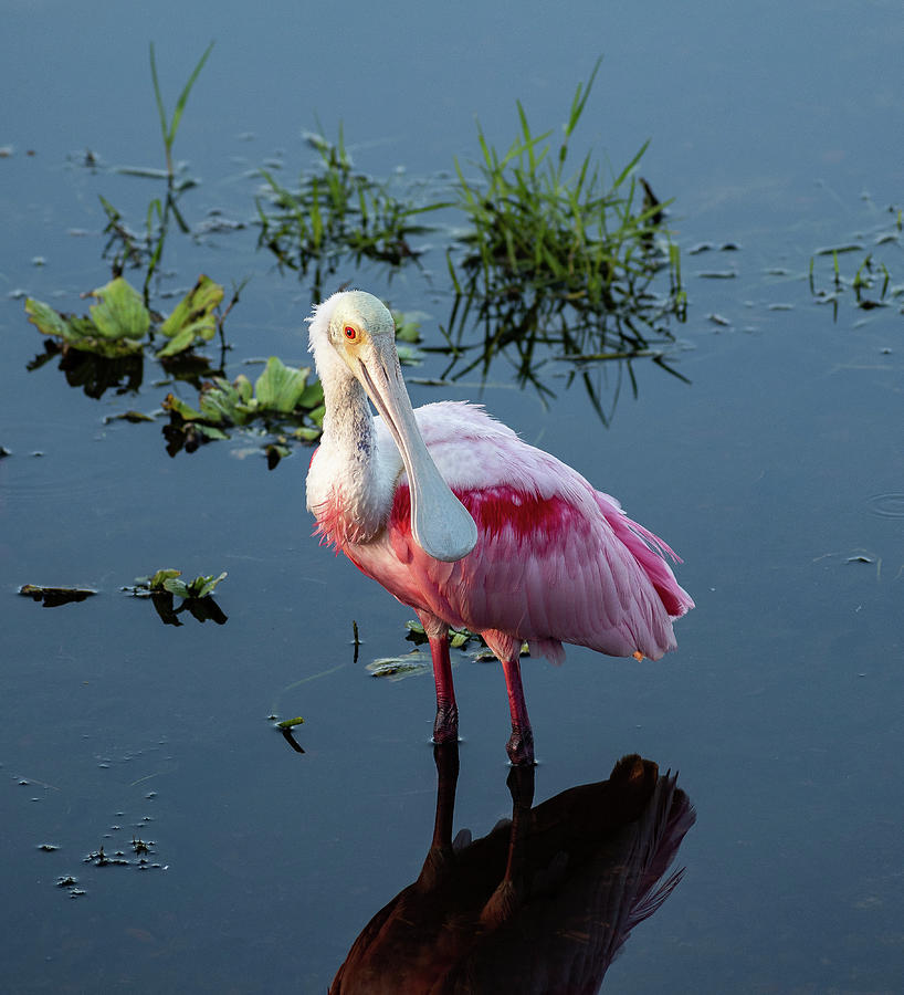 Rosy Photograph by Pamela Bickett - Fine Art America