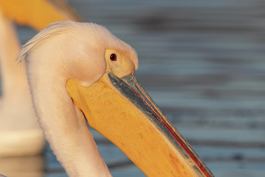 Rosy pelican portrait - Pelecanus onocrotalus Photograph by Jivko Nakev