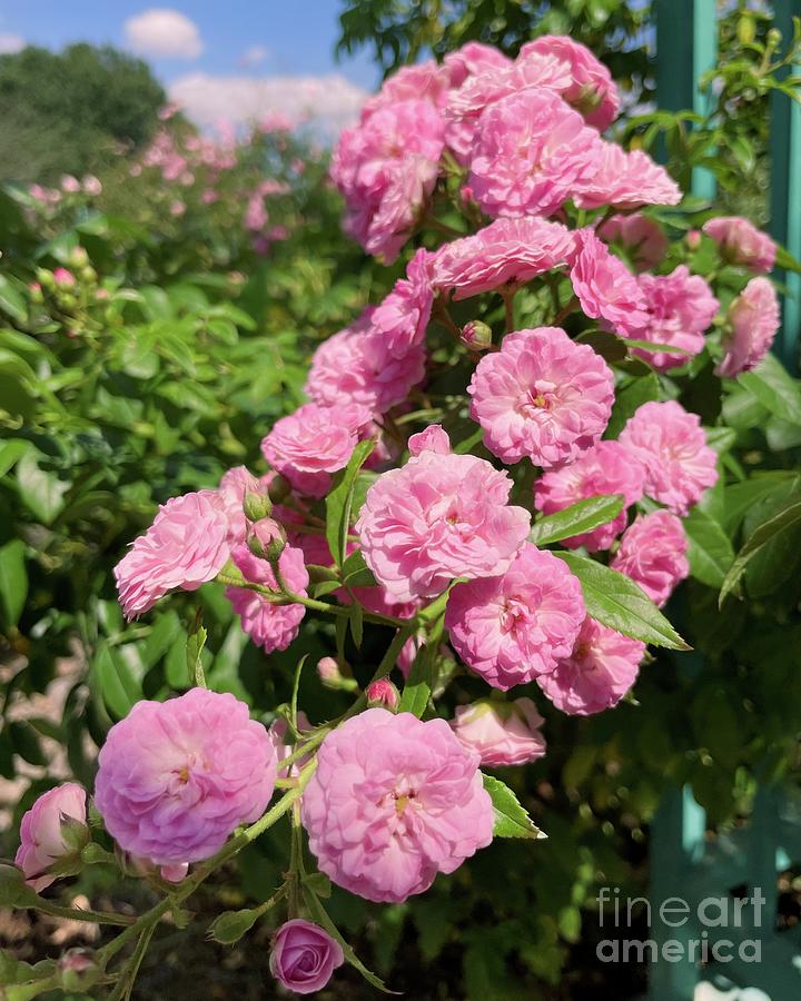 Rosy Pink Parfait Photograph by Barbie Corbett-Newmin