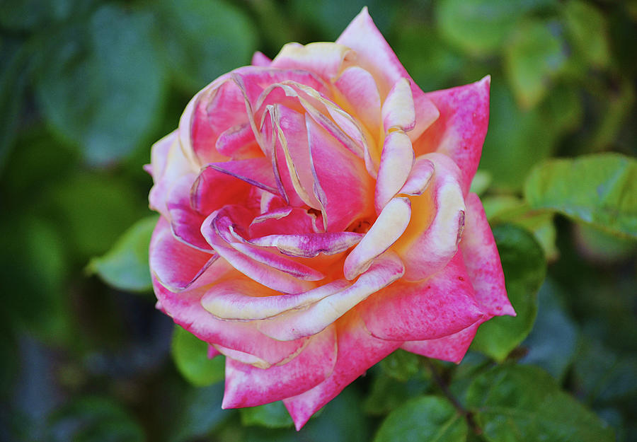 Rosy Pink Rose Flower Perfect Bloom Photograph