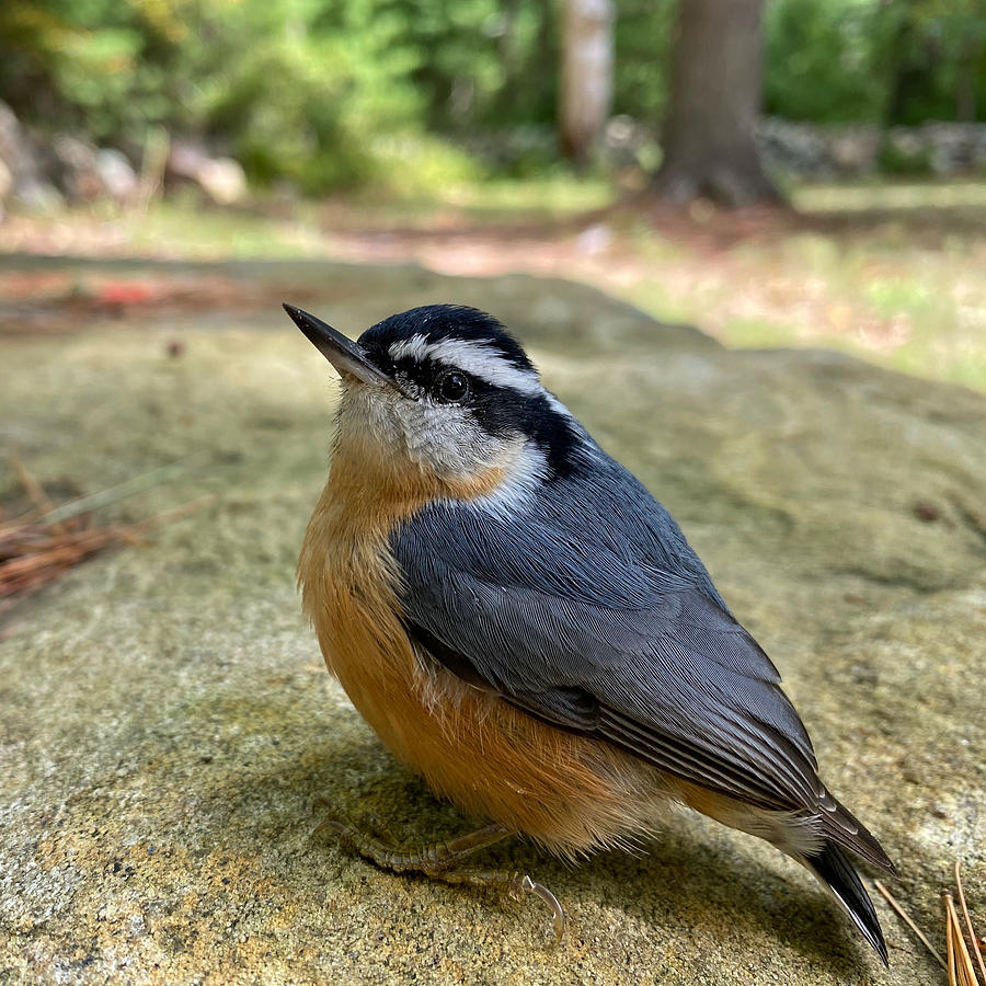 Rosy the Nuthatch Photograph by Mark Truman