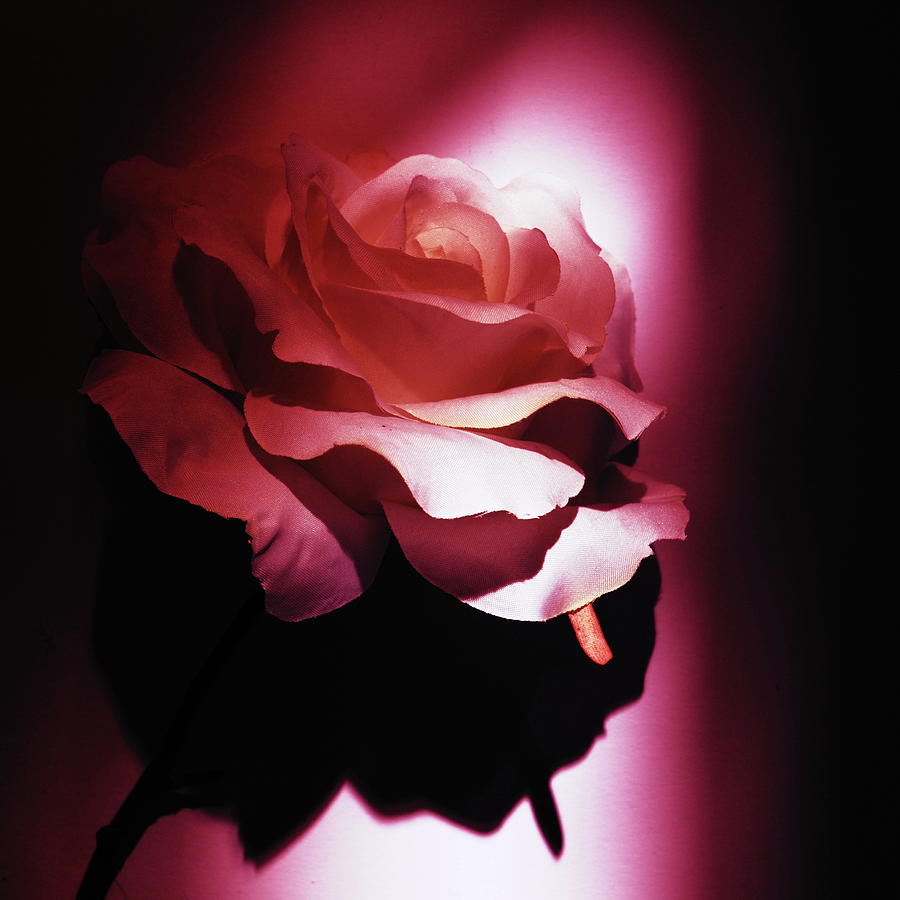 Rosy Photograph by Tom Druin